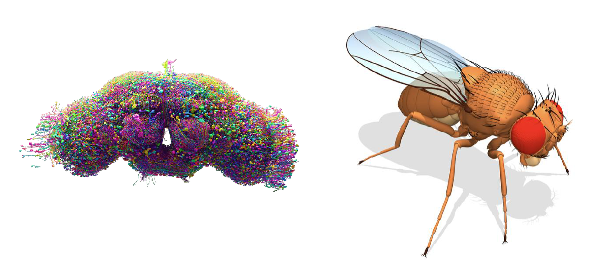 FlyLearn: Drosophila whole-brain connectome and biomechanical fruit-fly model