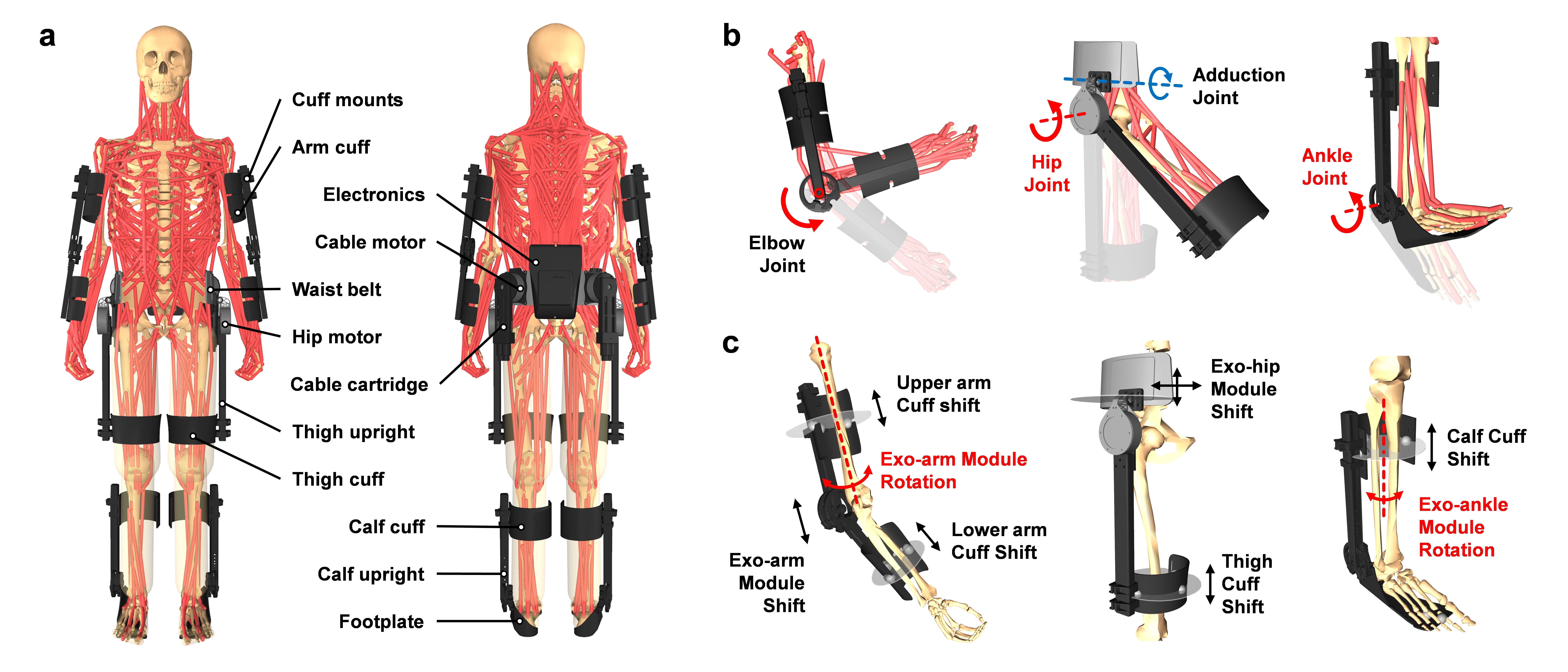 Parameterized human-exoskeleton coupled simulation model