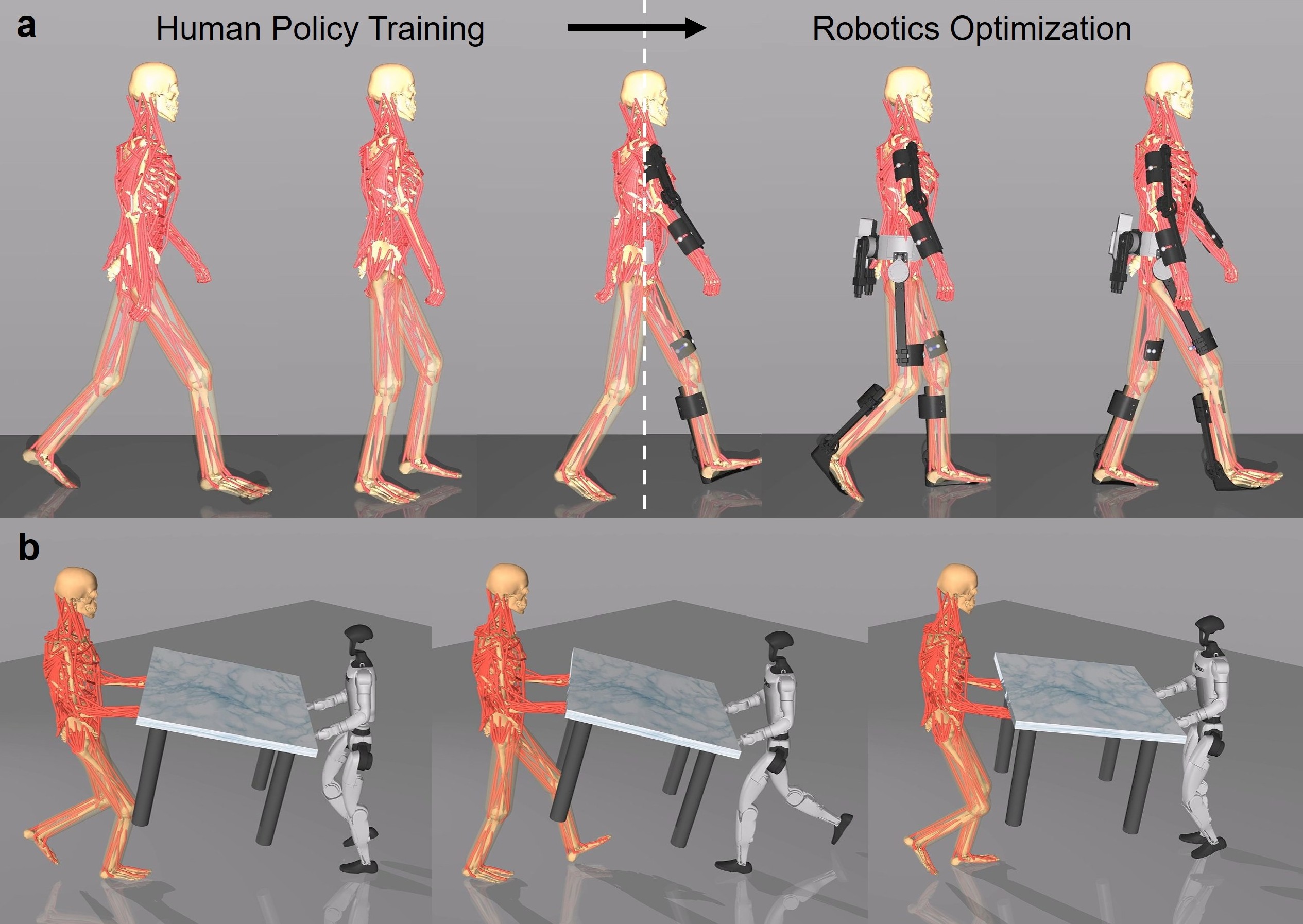 Digital human simulation applied to exoskeleton optimization and collaborative manipulation