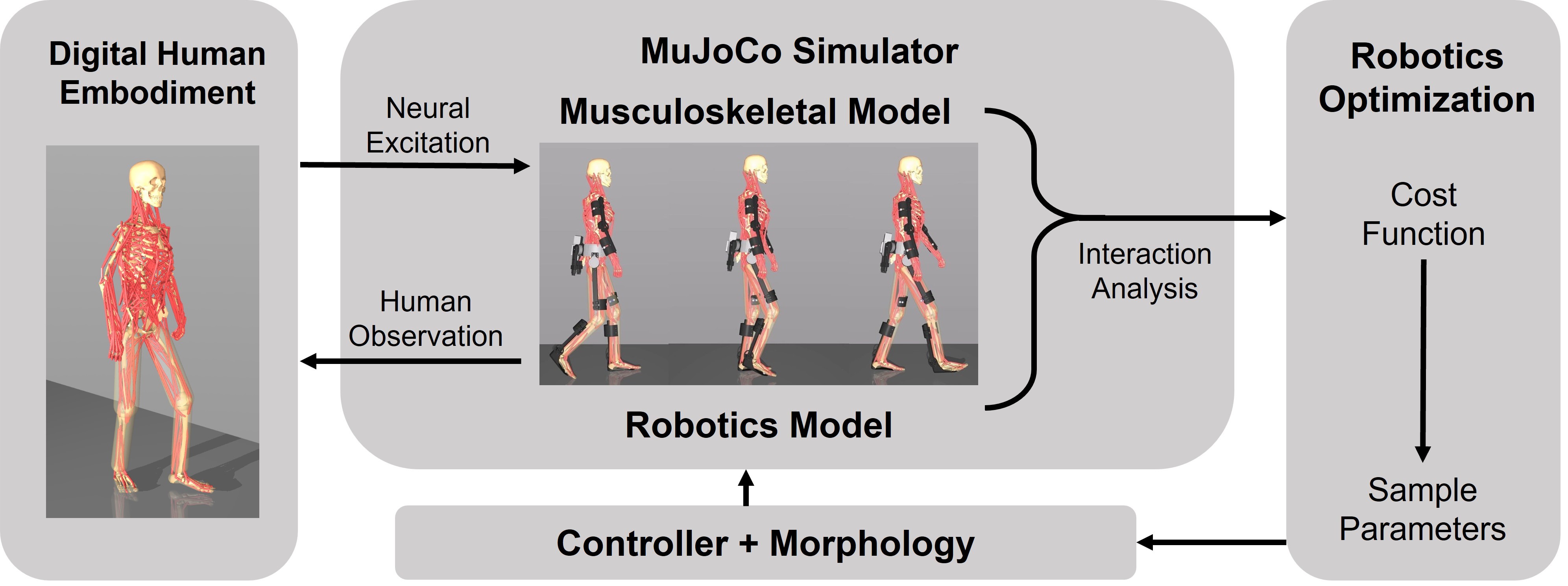 Closed-loop framework for digital human simulation and robot optimization