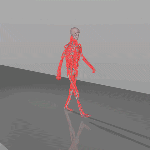 Walking - Overlap