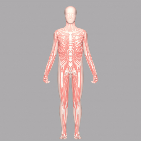 MS-Human-700 Model Visualization