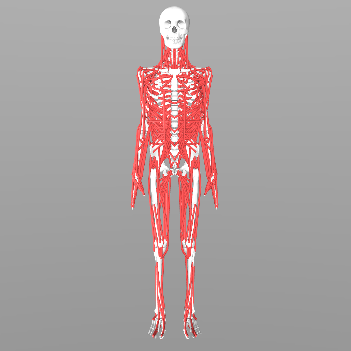 MS-Human-700 Model Visualization